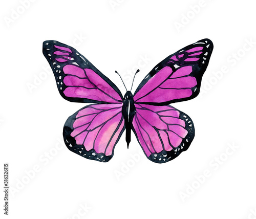  Watercolor pink butterfly on a white background, isolated object. Insects, wildlife.