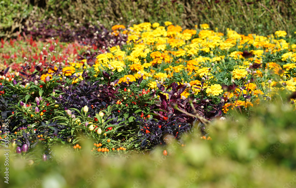 flowers in the garden flowers in the garden