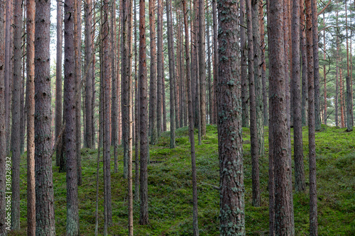 Fototapeta Naklejka Na Ścianę i Meble -  Young pine forest near to Baltic sea coast.