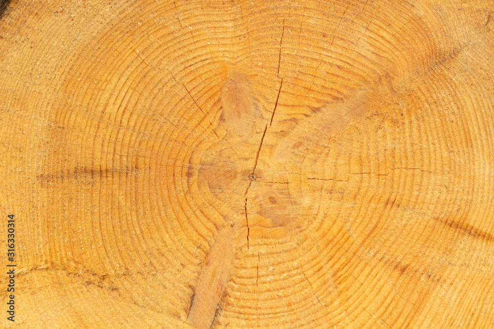 Naklejka premium Wood cut background. Nature texture