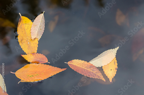 Autumn leaves in the blue water.