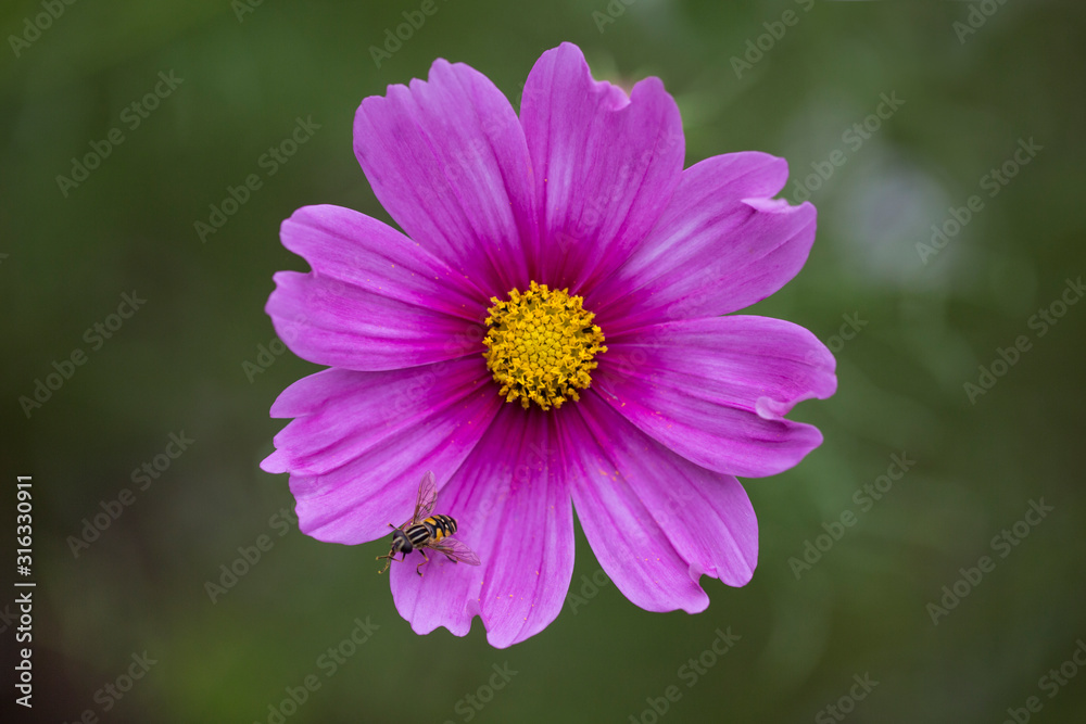 Delicate Single Pink Cosmea Flower Delicate Single Pink Cosmea Flower