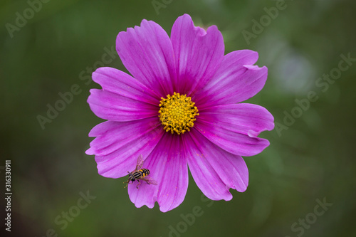 Delicate Single Pink Cosmea Flower