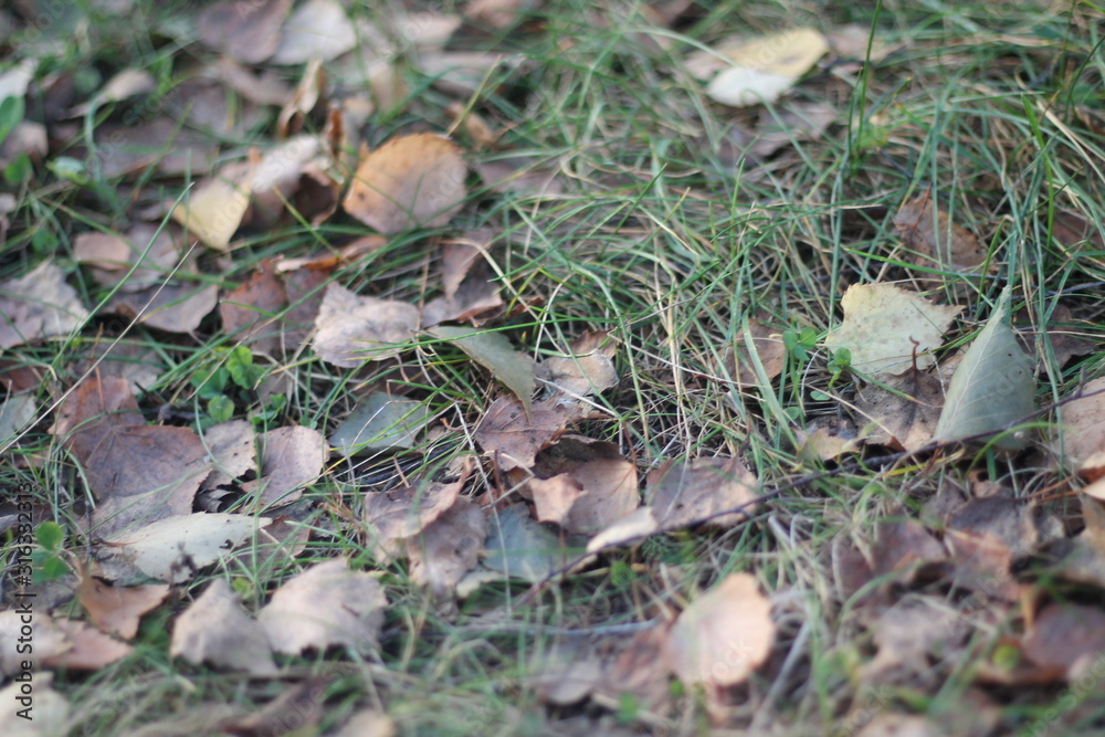 leaves in the grass leaves in the grass