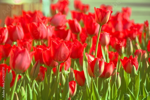 field of red tulips