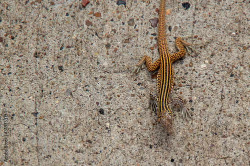 New Mexican Whiptail lizard Aspidoscelis neomexicanus braves the heat and slowly moves across the hot pavement photo