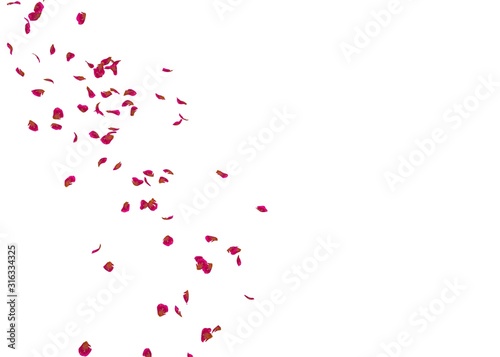 Fototapeta Naklejka Na Ścianę i Meble -  The petals of a ribbed rose fly in the air