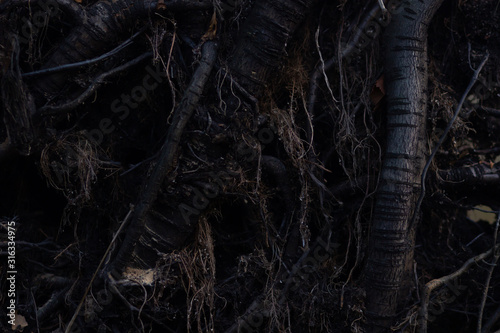 close up roots with fertile soil background. Dark Abstract mistic fairytale backgrounds