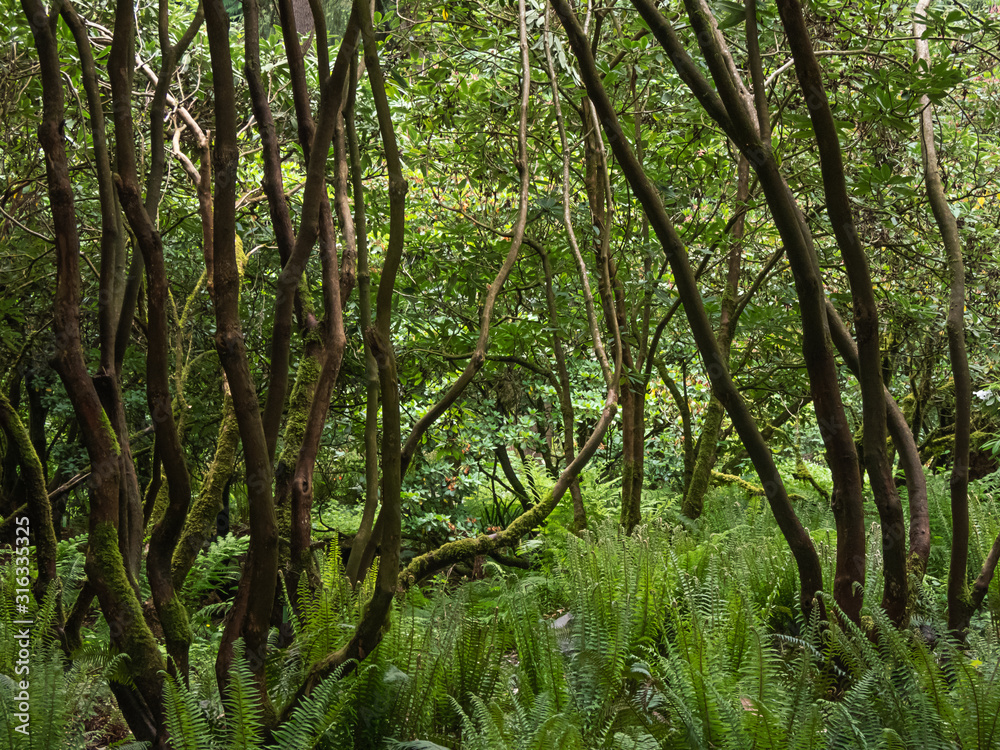 bendy rhododendron trunks of massive bushes in garden