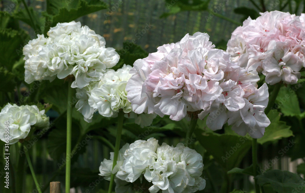 Pink and white Rosebud Pelargonium - Geranium flower with green leaves in the patio garden Pink and white Rosebud Pelargonium - Geranium flower with green leaves in the patio garden