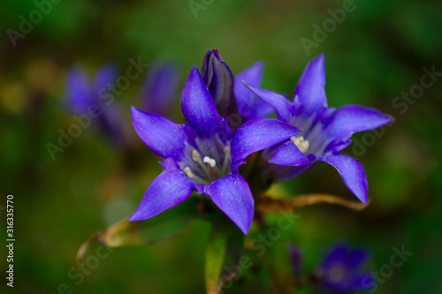 Autumn Japanese Gentiana Scabra closeup (shallow DOF)
