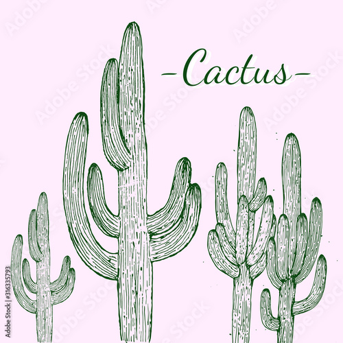 cactus in the desert on pink background