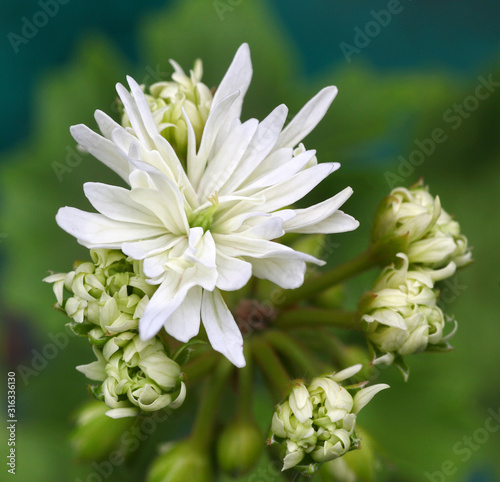 White Pelargonium - Geranium flower with green leaves in the patio garden photo