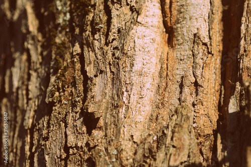 Old tree bark texture close up. Natural background retro style toned