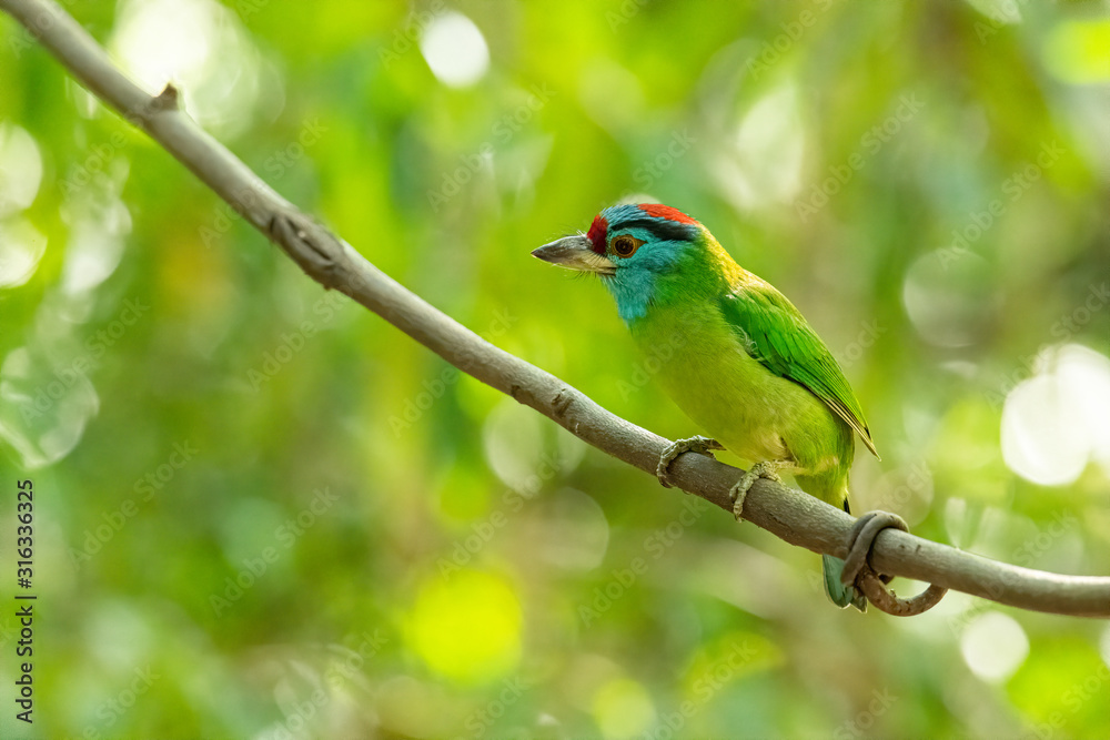 Blue-throated Barbet perching on liana with blur tree background