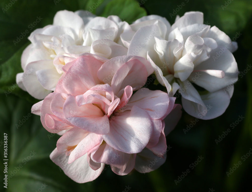 Light pink Pelargonium - Geranium flower with green leaves in the patio garden