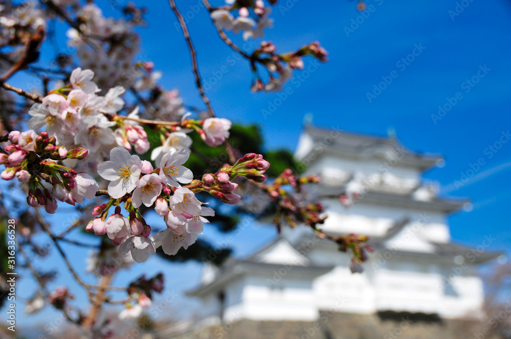 小田原城 桜 城 観光 春 小田原城 桜 城 観光 春