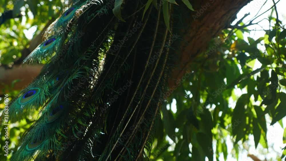 peacock sitting on tree to avoid hotwave in australia