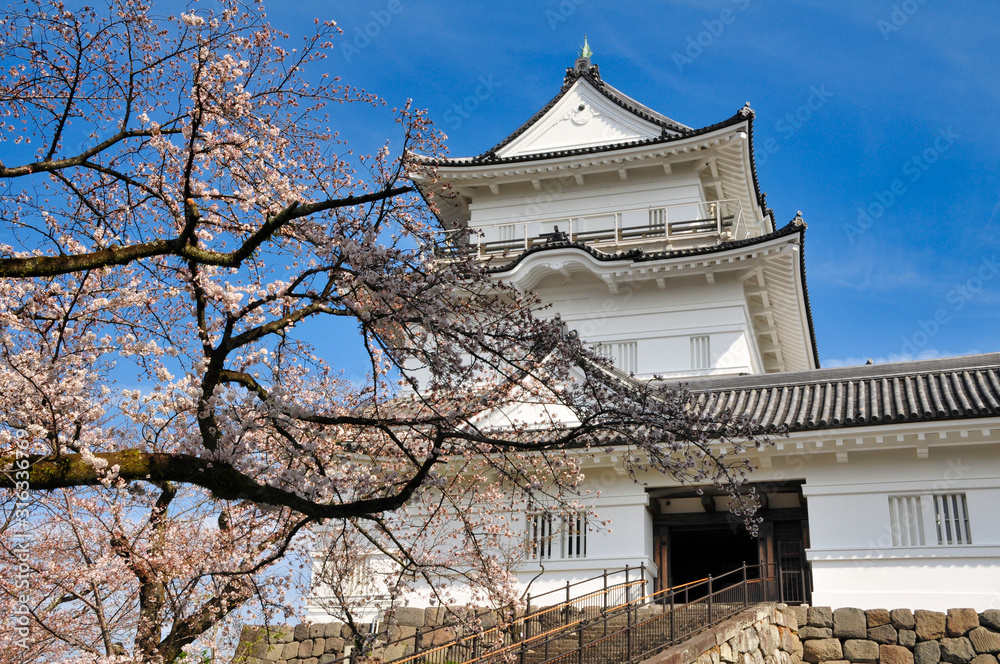小田原城 桜 城 観光 春 小田原城 桜 城 観光 春