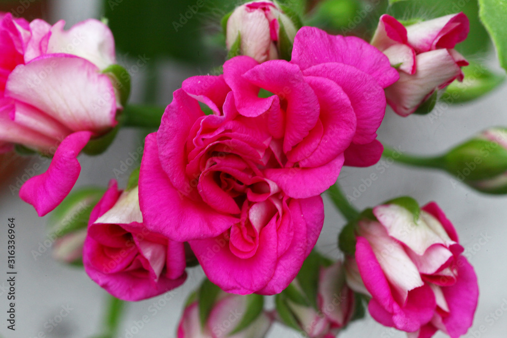 Pink Rosebud Pelargonium - Geranium flower with green leaves in the patio garden