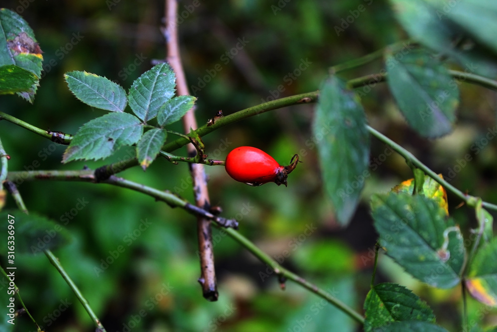 Fototapeta premium flowerbed in the park
