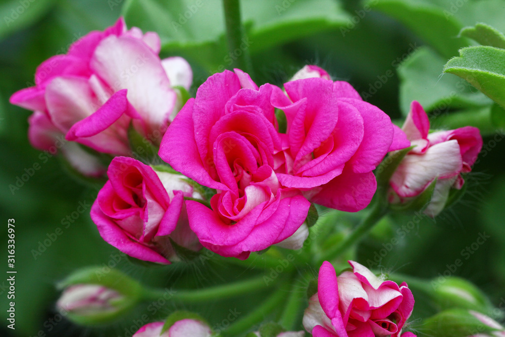 Bright pink Rosebud Pelargonium - Geranium flower with green leaves in the patio garden Bright pink Rosebud Pelargonium - Geranium flower with green leaves in the patio garden