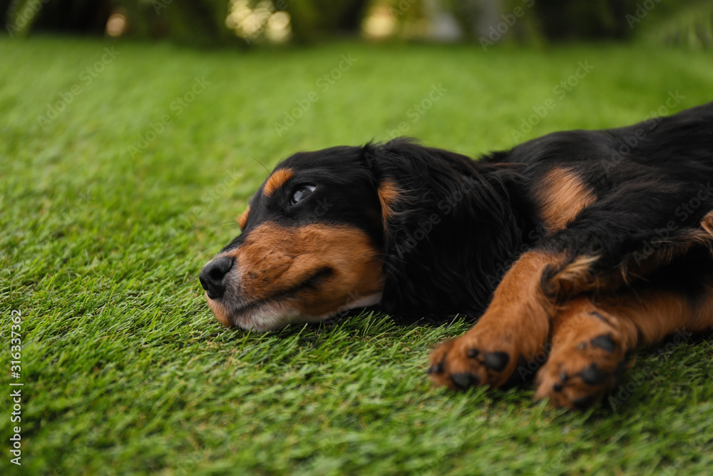 Cute dog relaxing on grass outdoors. Friendly pet