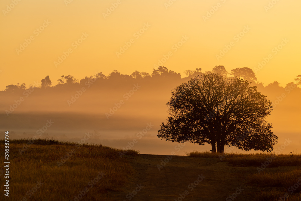 Silhouette of Aporosa villosa tree on a grassland during amber golden hour sunrise with clear sky, mist and hills in background Silhouette of Aporosa villosa tree on a grassland during amber golden hour sunrise with clear sky, mist and hills in background