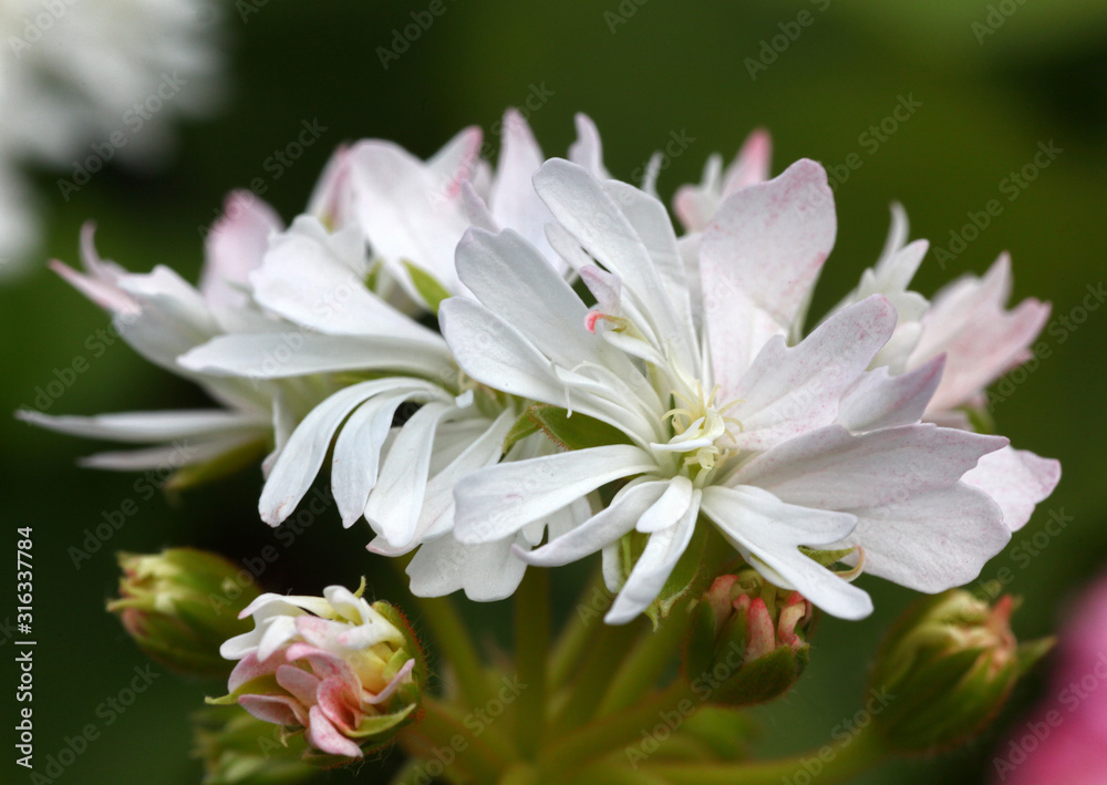 White Pelargonium - Geranium flowers on the patio garden White Pelargonium - Geranium flowers on the patio garden