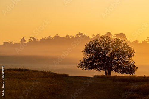Silhouette of Aporosa villosa tree on a grassland during amber golden hour sunrise with clear sky, mist and hills in background