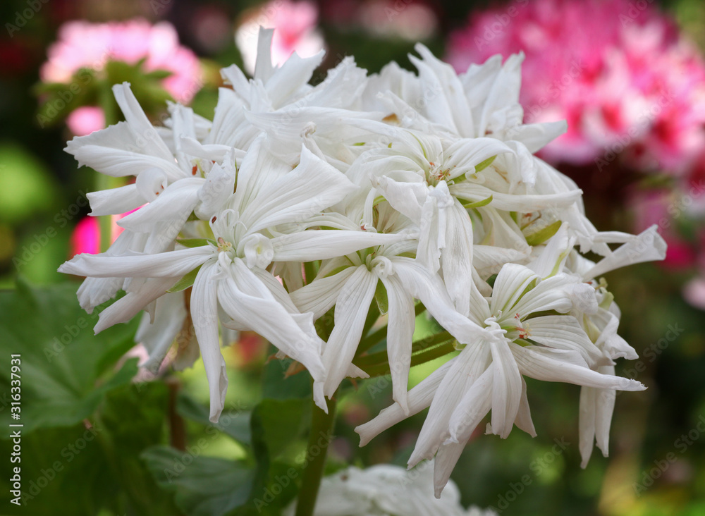 White Pelargonium - Geranium flowers on the patio garden White Pelargonium - Geranium flowers on the patio garden