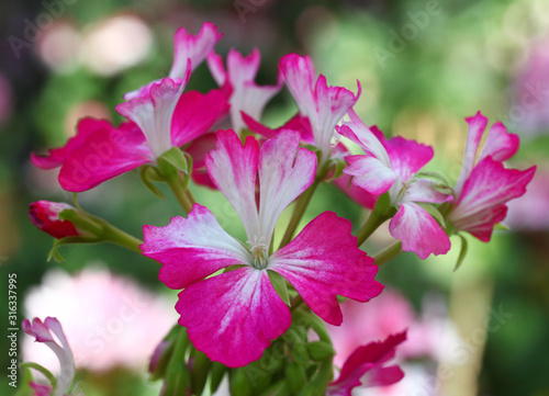 Fototapeta Naklejka Na Ścianę i Meble -  Pink and White Pelargonium - Geranium flower on the patio garden