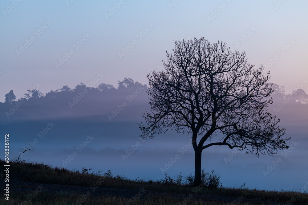 Silhouette of Aporosa villosa tree on a grassland during  sunrise with clear sky, mist and hills in background