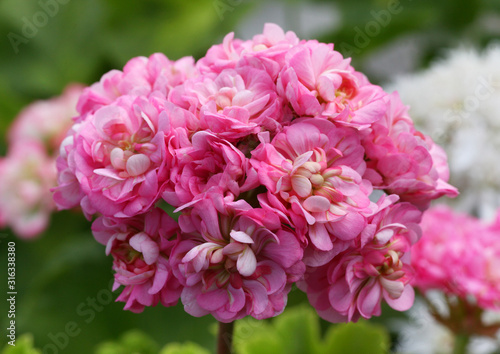 Fototapeta Naklejka Na Ścianę i Meble -  Pink and White Rosebud Pelargonium - Geranium flowers on the patio garden