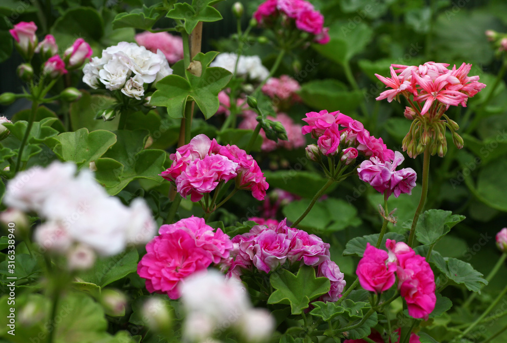Light Pink Pelargonium - Geranium flowers on the patio garden Light Pink Pelargonium - Geranium flowers on the patio garden
