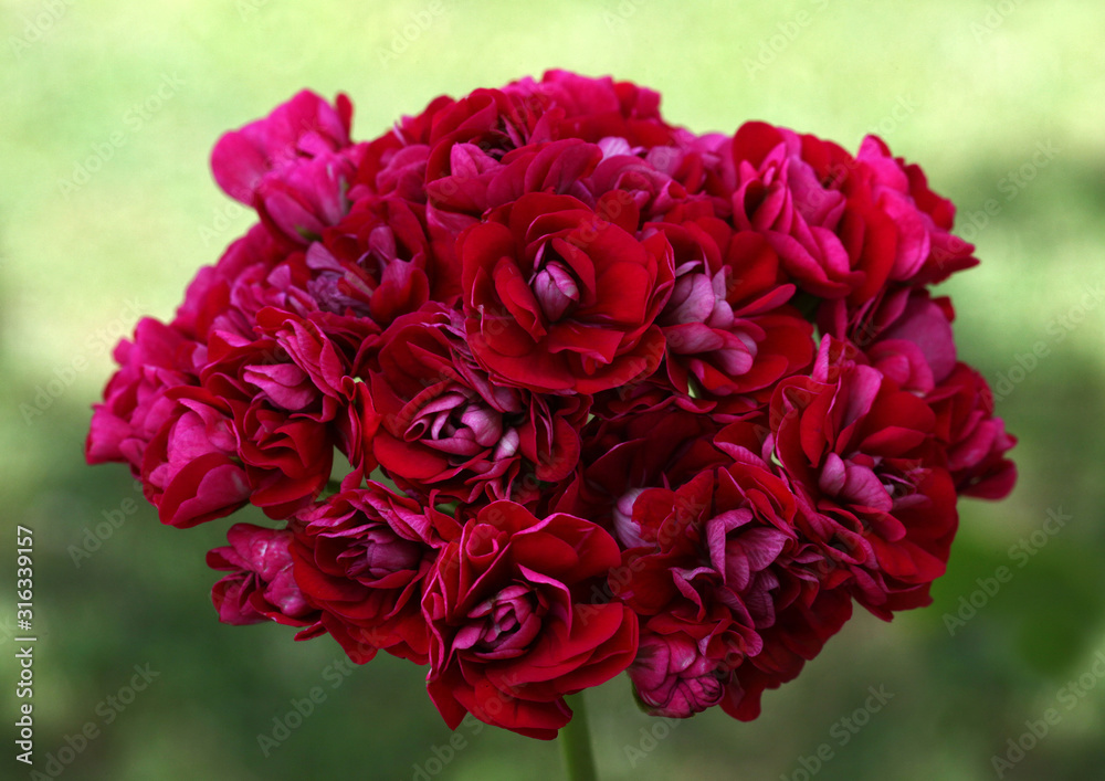 Red Rosebud Pelargonium - Geranium flowers on the patio garden Red Rosebud Pelargonium - Geranium flowers on the patio garden