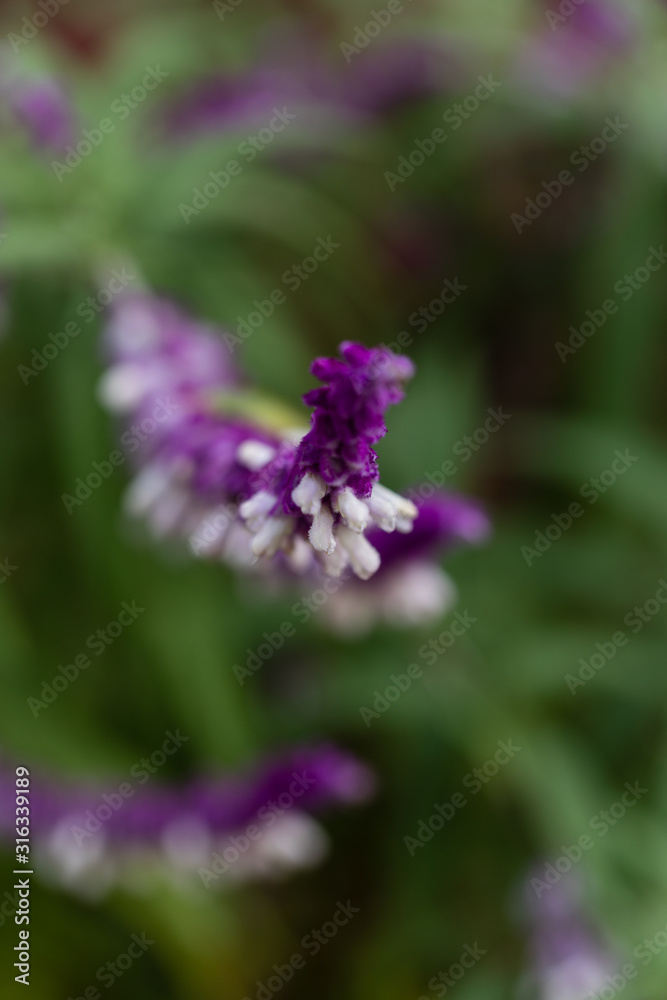 Fototapeta premium Salvia leucanthain a garden in Madrid