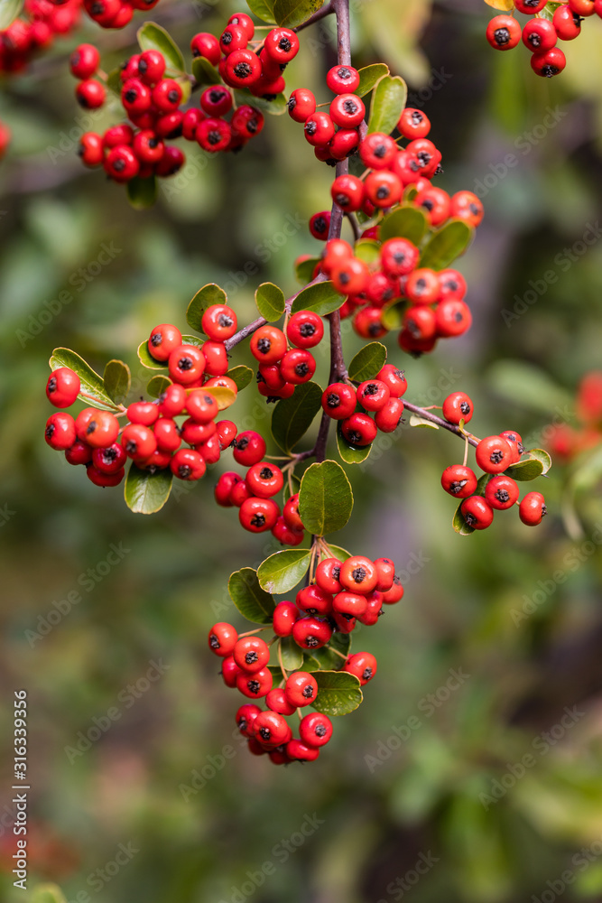 Red Pyracantha crenatoserrata berry in a garden Red Pyracantha crenatoserrata berry in a garden
