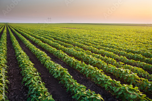 Open soybean field at sunset.