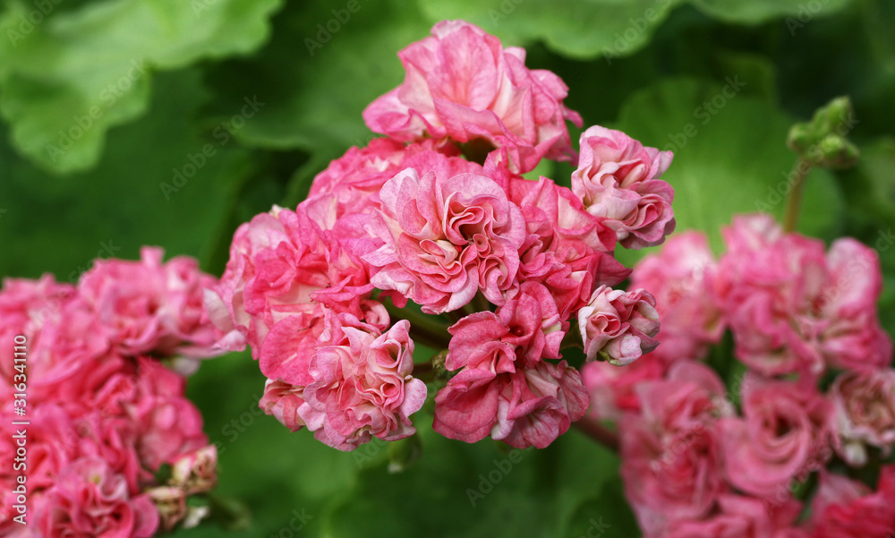 Pink Rosebud Pelargonium flower with green leaves closeup in the garden Pink Rosebud Pelargonium flower with green leaves closeup in the garden