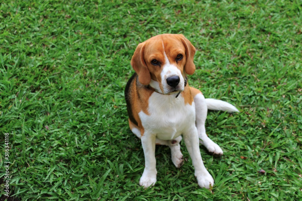 beagle dog on green grass
