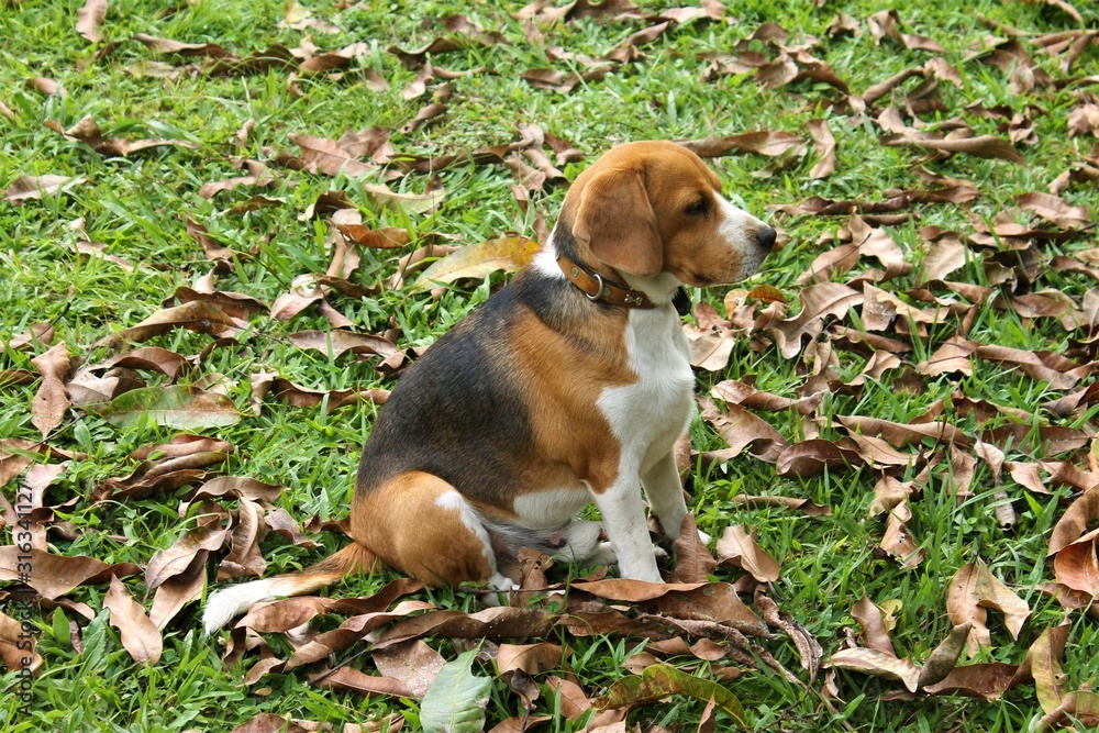 beagle in the grass