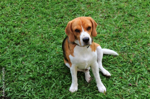 beagle dog on green grass
