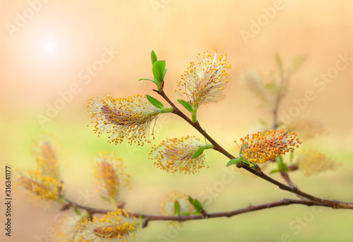 Beautiful pussy willow flowers branches. Easter palm sunday holiday. Amazing elegant artistic image nature in spring. Willow flowers and sunlight. Pussy willow branches background, close-up photo