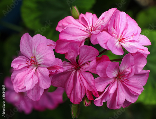 Pink Pelargonium flower with green leaves closeup in the garden