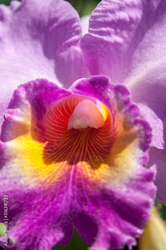Fototapeta Naklejka Na Ścianę i Meble -  Orchid Garden in Madame Nong Nooch Tropical Park.