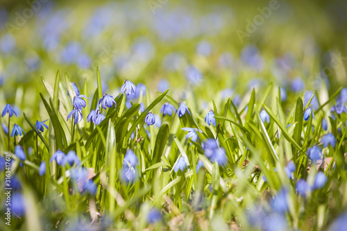 Primroses in a forest glade. Beautiful snowdrops growing in the meadow. Wildflowers. The beginning of spring  thaw. Sunny day