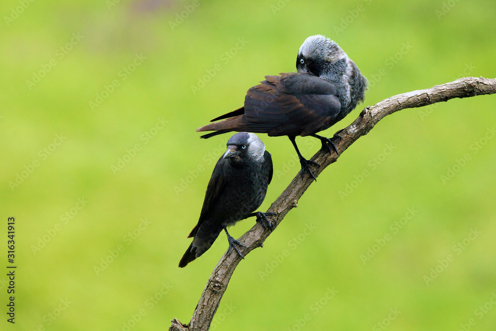 Obraz premium The western jackdaw (Coloeus monedula), also the Eurasian jackdaw, European jackdaw, or simply jackdaw. Pair sitting on the branch with green background.Two big gray birds on a branch.