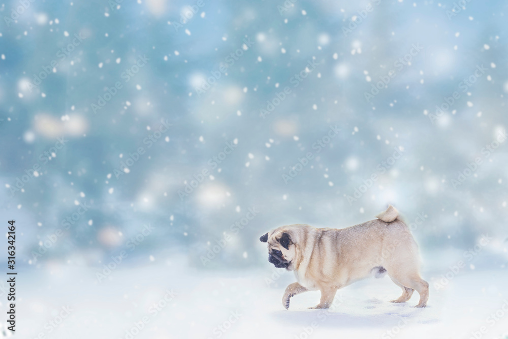 dog pugon nature in winter