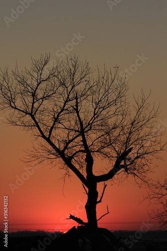 silhouette of a tree at sunset out in the country in Kansas.